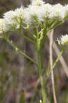 Baldwin's milkwort